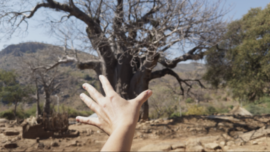 Under the Baobab Tree